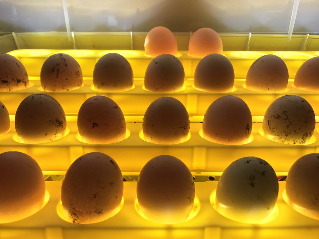 Овоскопирование утиных яиц во время инкубации по дням фото