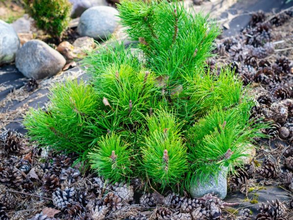  горная Мопс (Pinus mugo Mops): фото и описание, посадка, уход .
