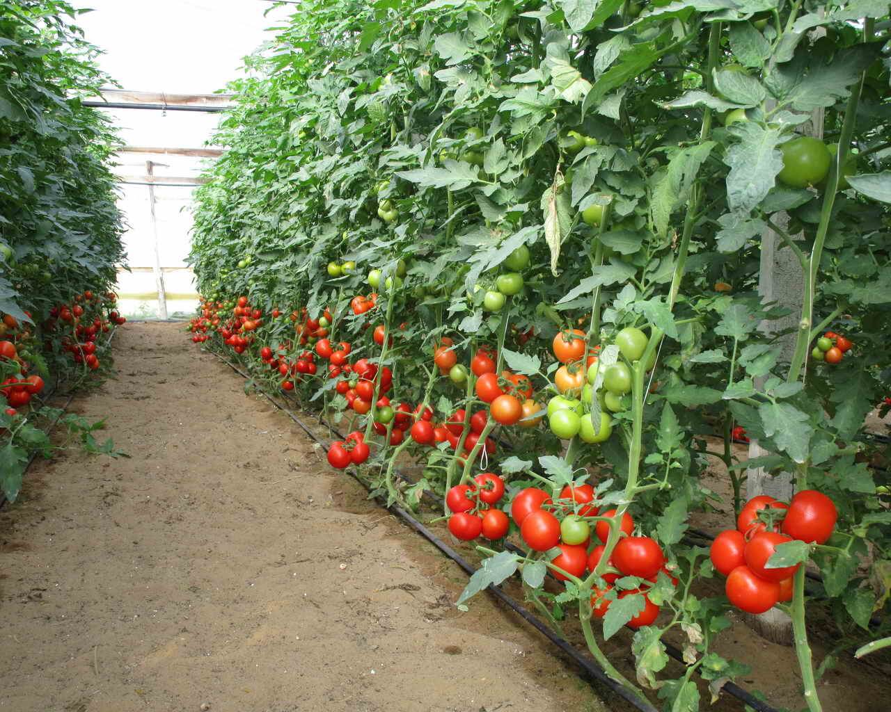 выращивание огурцов и помидоров