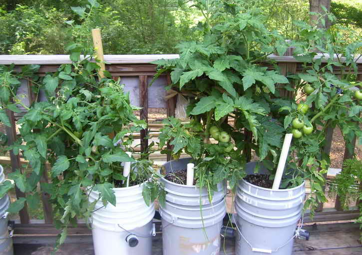 томаты растут в ведрах