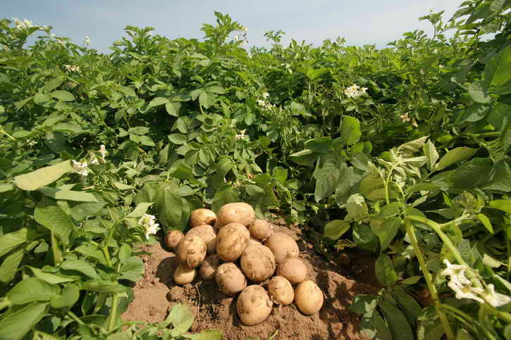 рекордный урожай картофеля