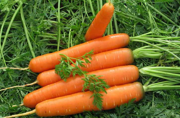 посадка моркови