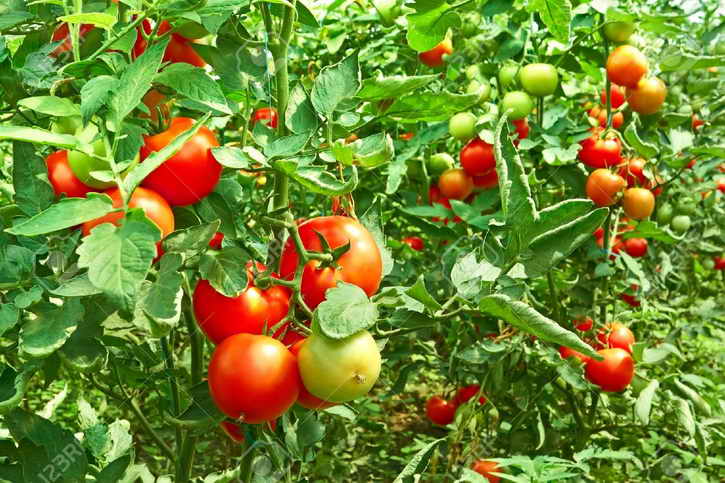 vysokij-urozhaj-tomatov