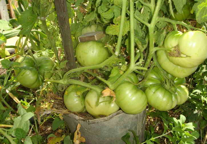 выращивание ранних томатов в ведре