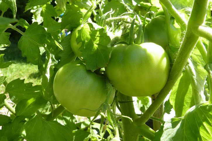 zelenye pomidory