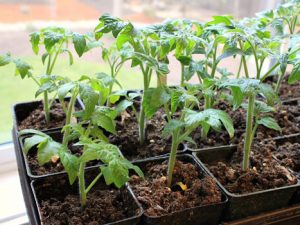 выращивание рассады помидор дома