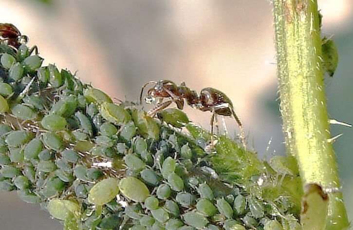 муравей и тля