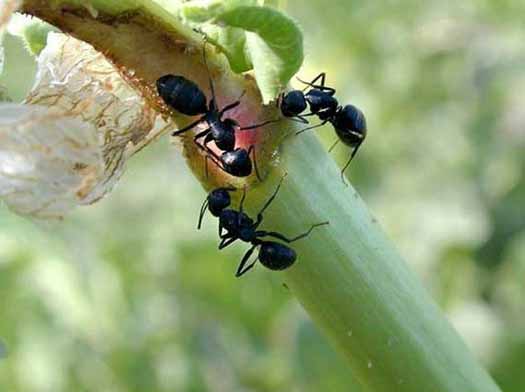 муравьи на ветках