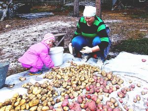 обработка посадочного картофеля