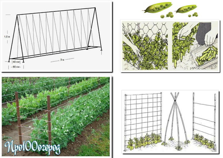 Схема посадки гороха фото