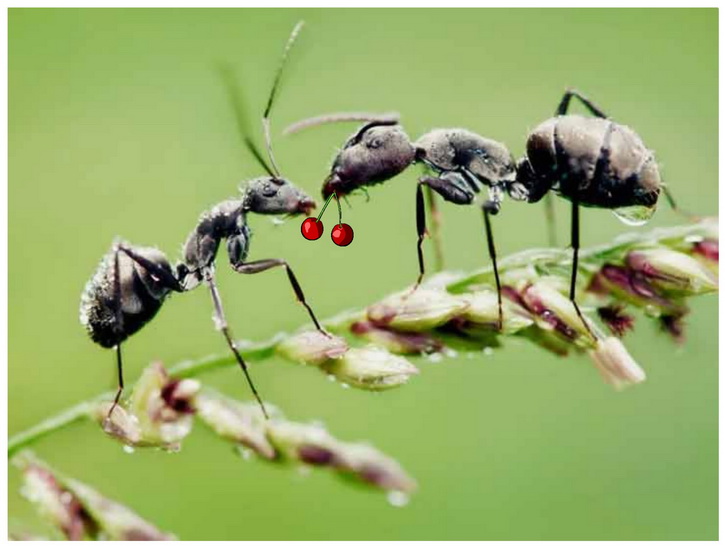 гуманная борьба с муравьями