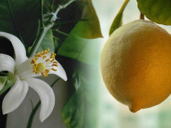 выращивание комнатных лимонов