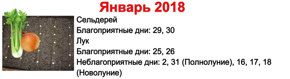 Благоприятные дни для посадки сельдерея. Лук Чернушка схема посадки семян. Лук Чернушка по лунному календарю.