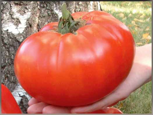 tomat-russkij-razmer-f1