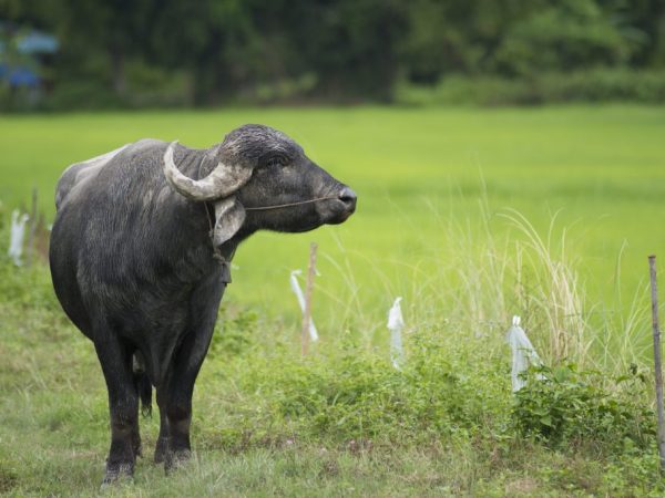 Индийский буйвол обитает в нескольких странах