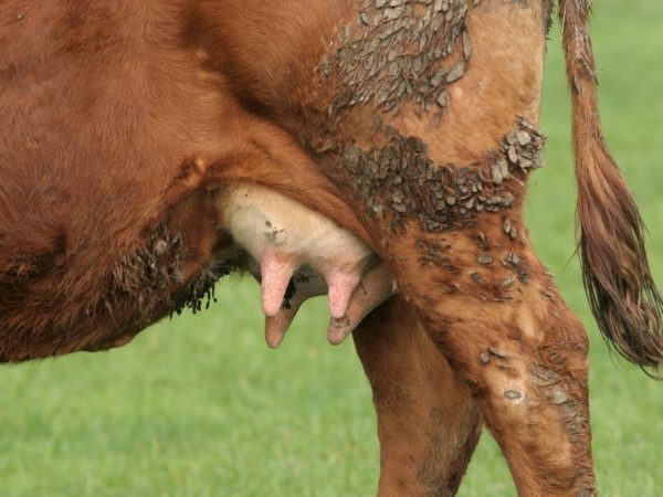 Болячки на вымени у коровы