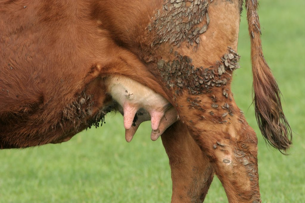 Воспаление вымени коровы: как лечить наросты, маститы, папилломы и бородавки