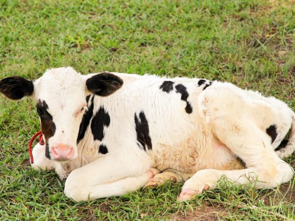 Атония преджелудка у коровы
