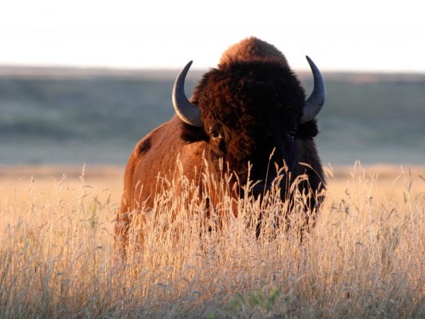 Бизон – один из крупных видов семейства травоядных в Северной Америке