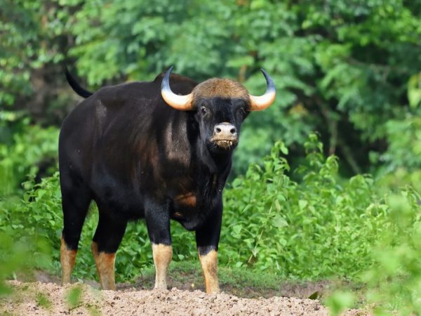 Гаур – самый могучий представитель рода настоящих быков