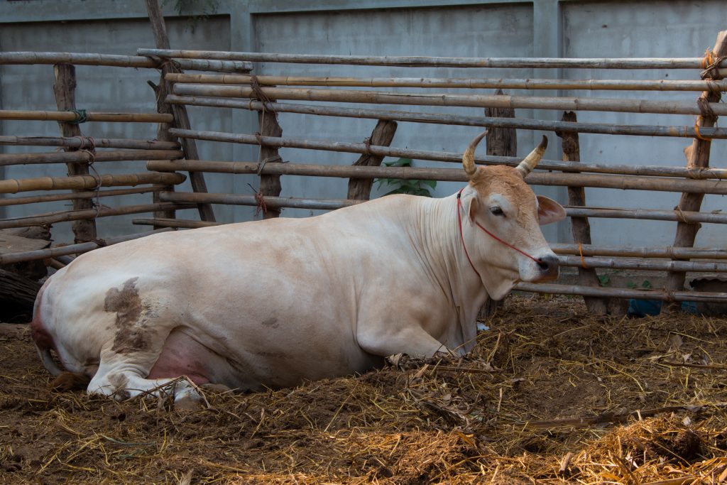 Эндометрит у коровы фото