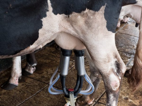 Ушиб вымени у коровы молоко с кровью thumbnail