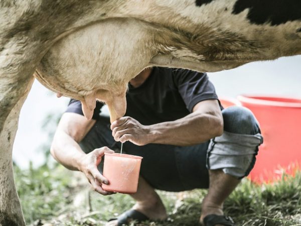 Болезни вымени коров молоко с кровью thumbnail