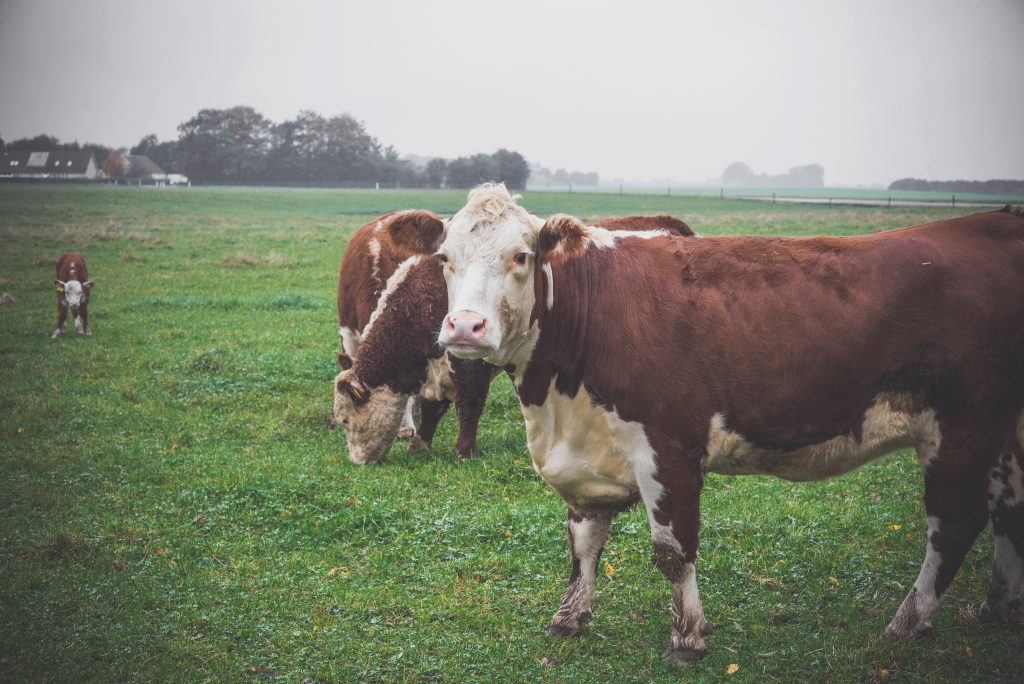 Герефордская порода коров: характеристика, описание, особенности