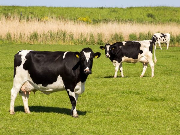 Характеристика голштинской породы коров
