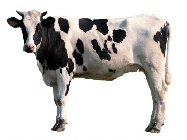 Холмогорская корова приспособлена к проживанию в северных районах