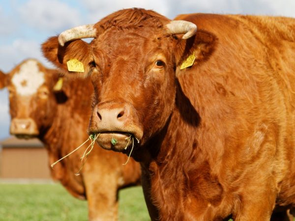 У коровы может не работать желудок из-за проглатывания инородного тела