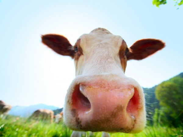 Казахская белоголовая корова неприхотлива в питании