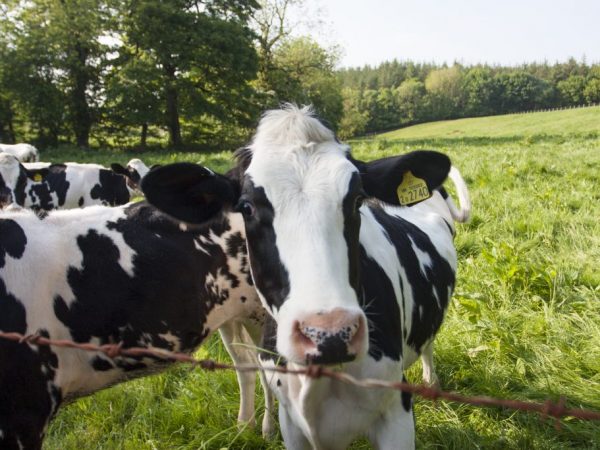 У коров после болезни кетоз снижается вес