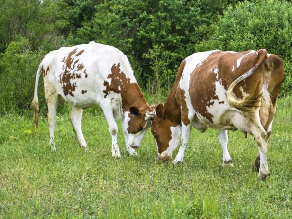 Инфекционные заболевания могут влиять на качество покрытия коровы