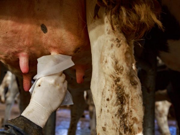 Отек и уплотнение вымени у коров — осложнения после отела