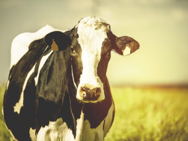 Лейкозу подвержены все породы коров независимо от возраста