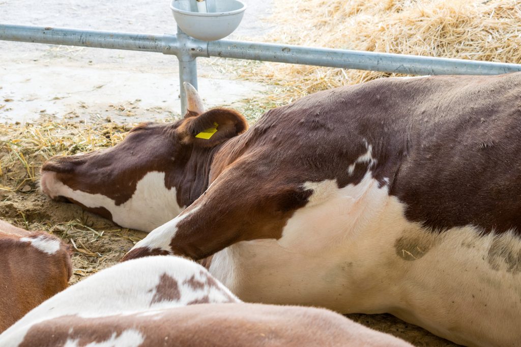Лейкоз у коров: чем опасно молоко зараженных коров для человека