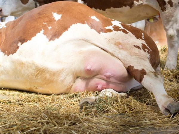 Острый мастит у коров возникает из-за перепадов температуры воздуха