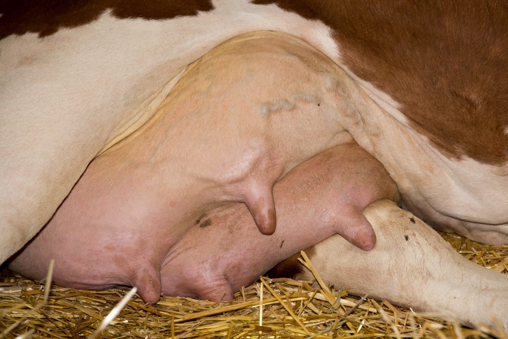 Гнойно-катаральный мастит у коров — Центр женского здоровья