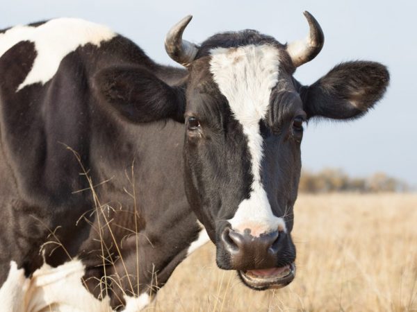 Половая охота у коров имеет признаки