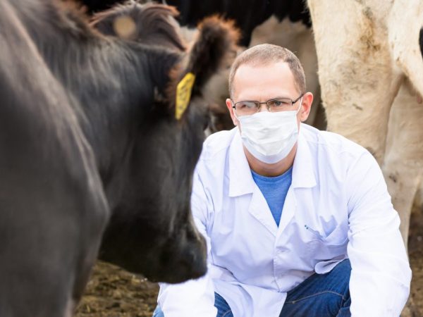 Медикаментозная профилактика оспы у коров