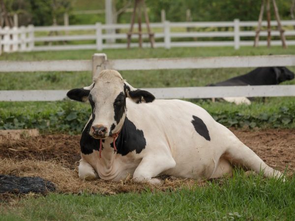 Подготовка коровы к отелу заключается в обеспечении комфортных условий