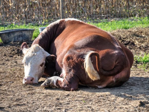 Послеродовой парез у коров лечение в домашних thumbnail