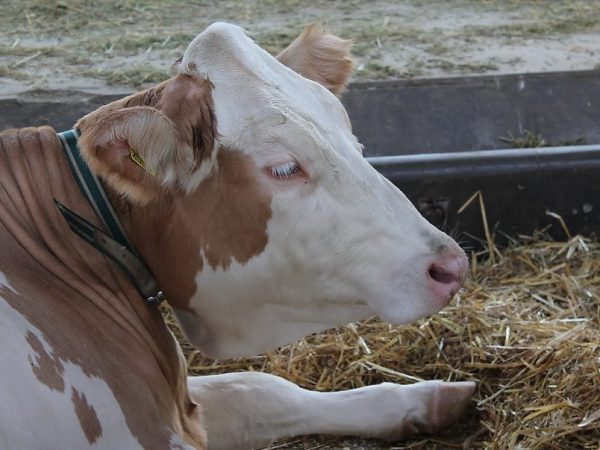 Лечение пареза у коровы