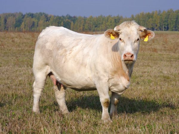 Коровы Шароле неприхотливы в еде
