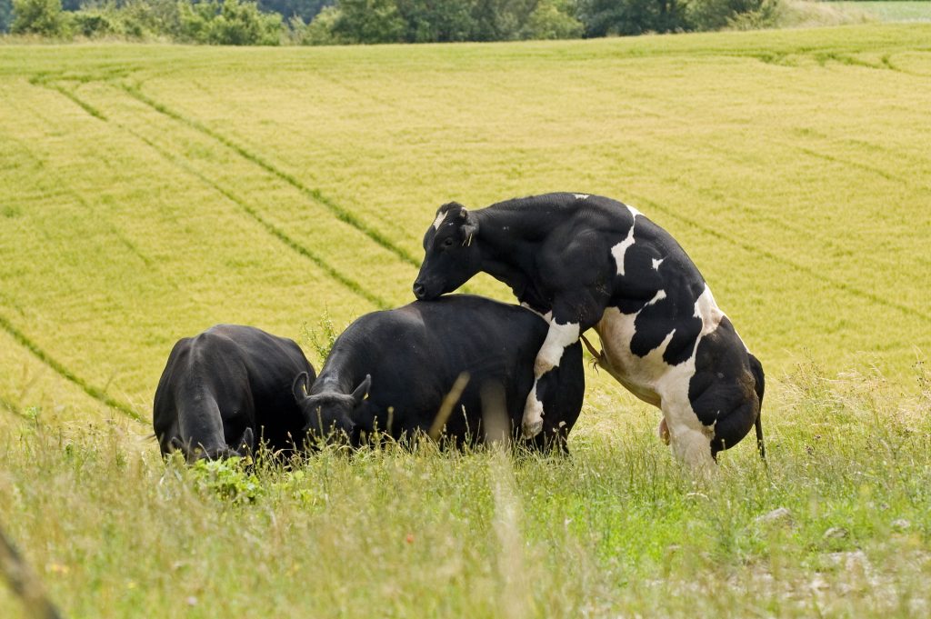 Спаривание (случка) коров и быков: фото и видео 