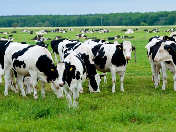 Высокая температура тела у коров – признак воспалительного процесса в организме