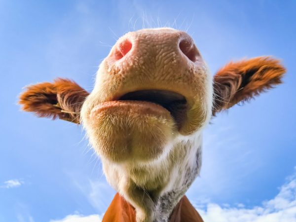 У коровы нет жвачки