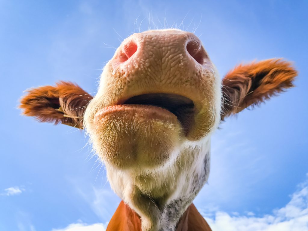 Как выглядит жвачка у коровы фото