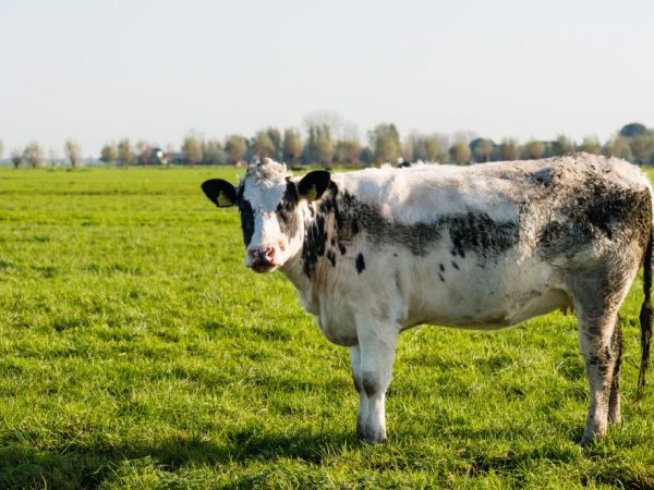 Надои коров Якутской породы небольшие – до 1500 кг в год